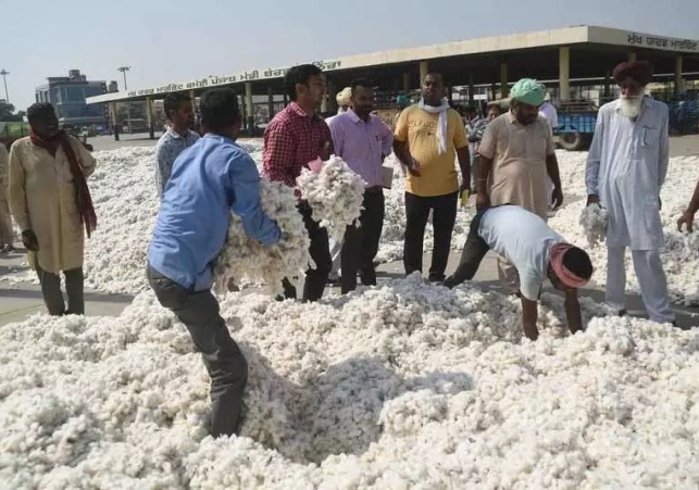 Punjab Govt Rescues Farmers: Cotton Prices Surge from ₹5,700 to ₹7,500+ After Swift Action
