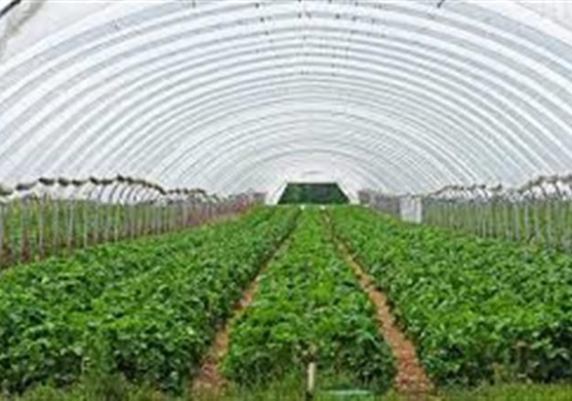 Punjab's Youth Turning Towards Farming