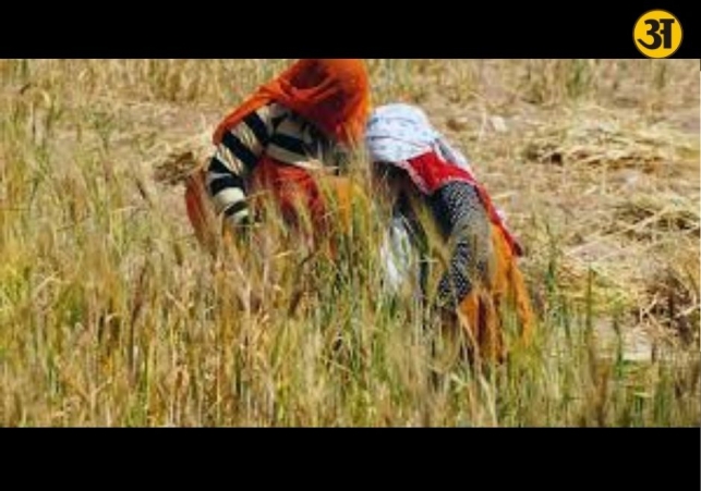 Early heatwave conditions in Punjab raise concern for wheat crop