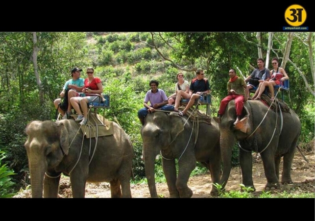 Elephant safari resumes in Corbett Tiger Reserve