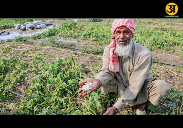 Hail and rain destroy vegetable crops