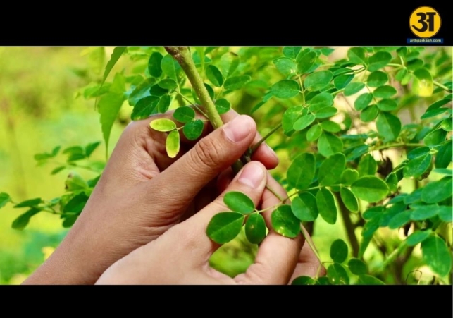 Health benefits of moringa leaves