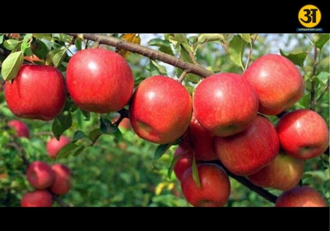 Himachal releases 45 crore to clear apple growers due