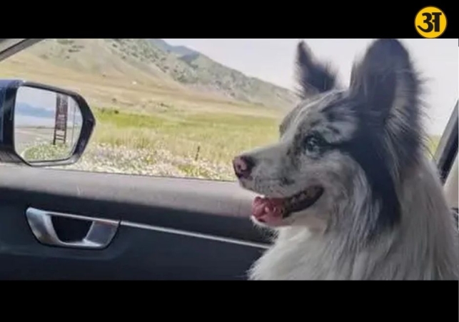 Influencers missing dog was stolen