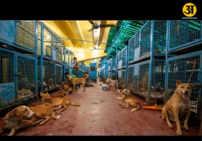 International Delegates Gather in Chandigarh to Shape Future of Animal Care Standards