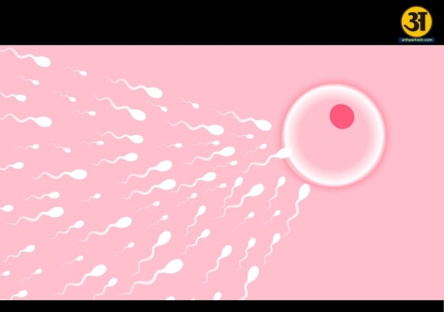 Mens fertility drops faster than womens