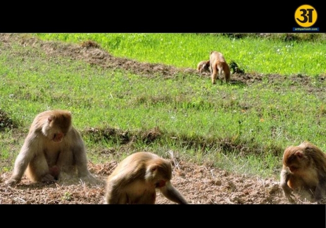 Monkeys and wild boars cause major crop damage in Uttarakhand