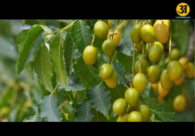 Neem benefits explained