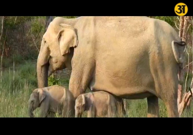 Rare twin elephant birth in Corbett National Park excites experts and tourists