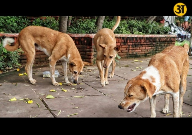 Supreme Court reserves verdict in stray dogs case after hearing all sides