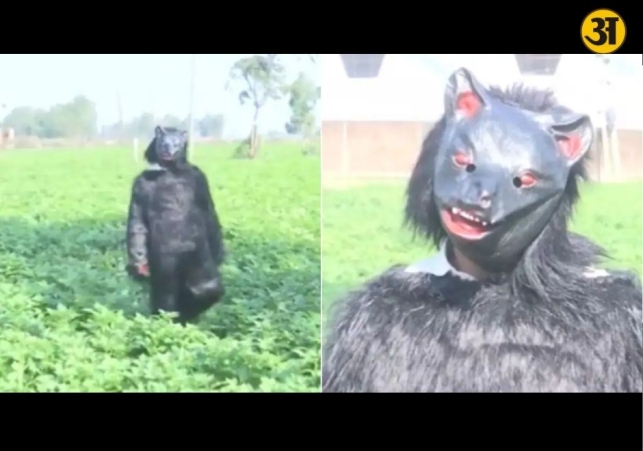 UP farmers wear bear costumes to protect crops from monkey attacks