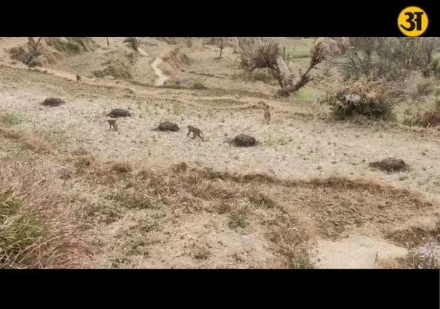 Uttarakhand panel studying wildlife damage to crops