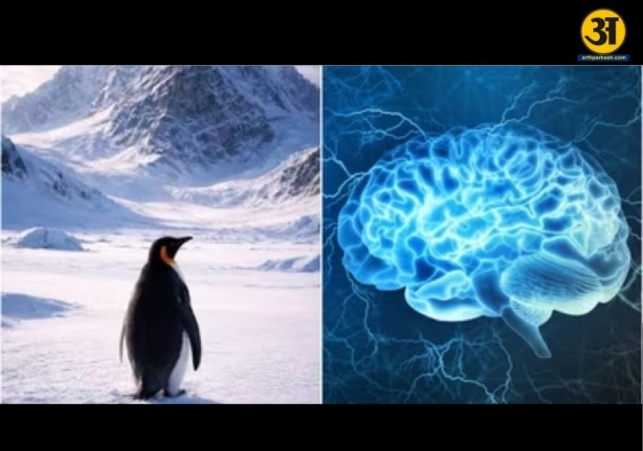 Viral penguin clip explains heartbreaking reality of Alzheimer