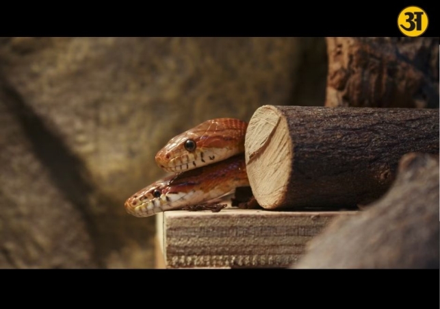 What happens when two venomous snakes bite at the same time