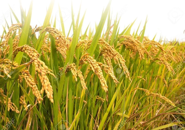 Mann Government Stands with Farmers