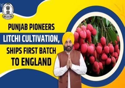 Punjab overtakes UP-Uttarakhand to become litchi hub