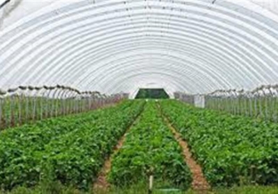 Punjab's Youth Turning Towards Farming