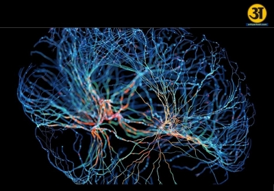 Biological computing edges closer as human neurons 