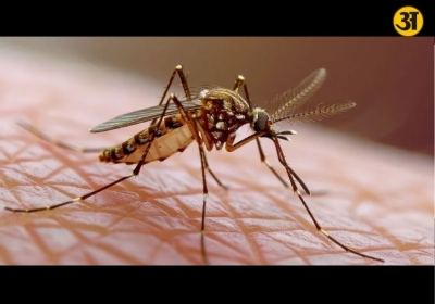 Dengue is not just another fever