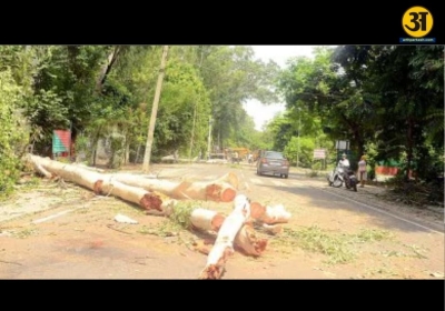 High court stays felling of trees across Punjab