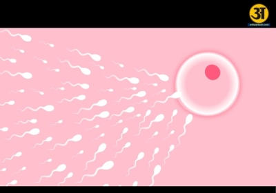 Mens fertility drops faster than womens