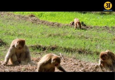 Monkeys and wild boars cause major crop damage in Uttarakhand