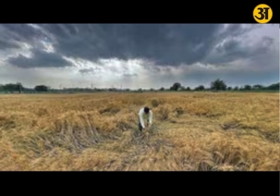 Orange alert in Punjab as storms and hail threaten standing wheat crop