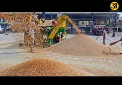 Punjab procures 24 lakh tonnes of wheat so far