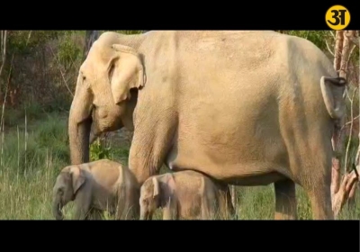Rare twin elephant birth in Corbett National Park excites experts and tourists