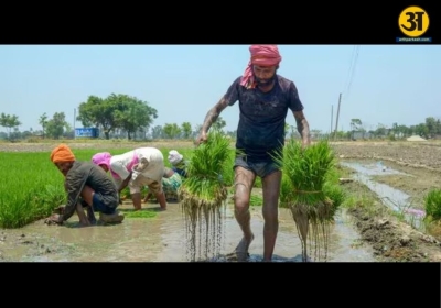 Record monsoon showers drive Indias kharif harvest to its highest level yet