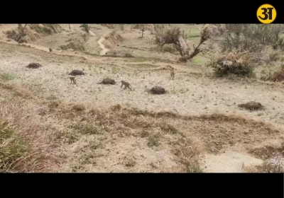 Uttarakhand panel studying wildlife damage to crops