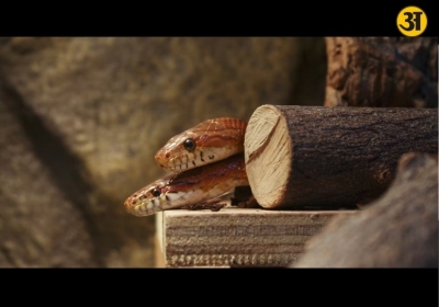 What happens when two venomous snakes bite at the same time