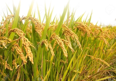 Mann Government Stands with Farmers