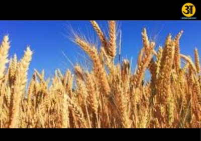 hrwheat